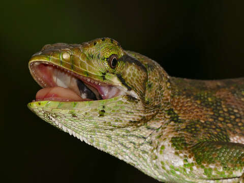 Image of Common Monkey Lizard