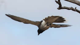 Image of Black-faced Cuckoo-shrike