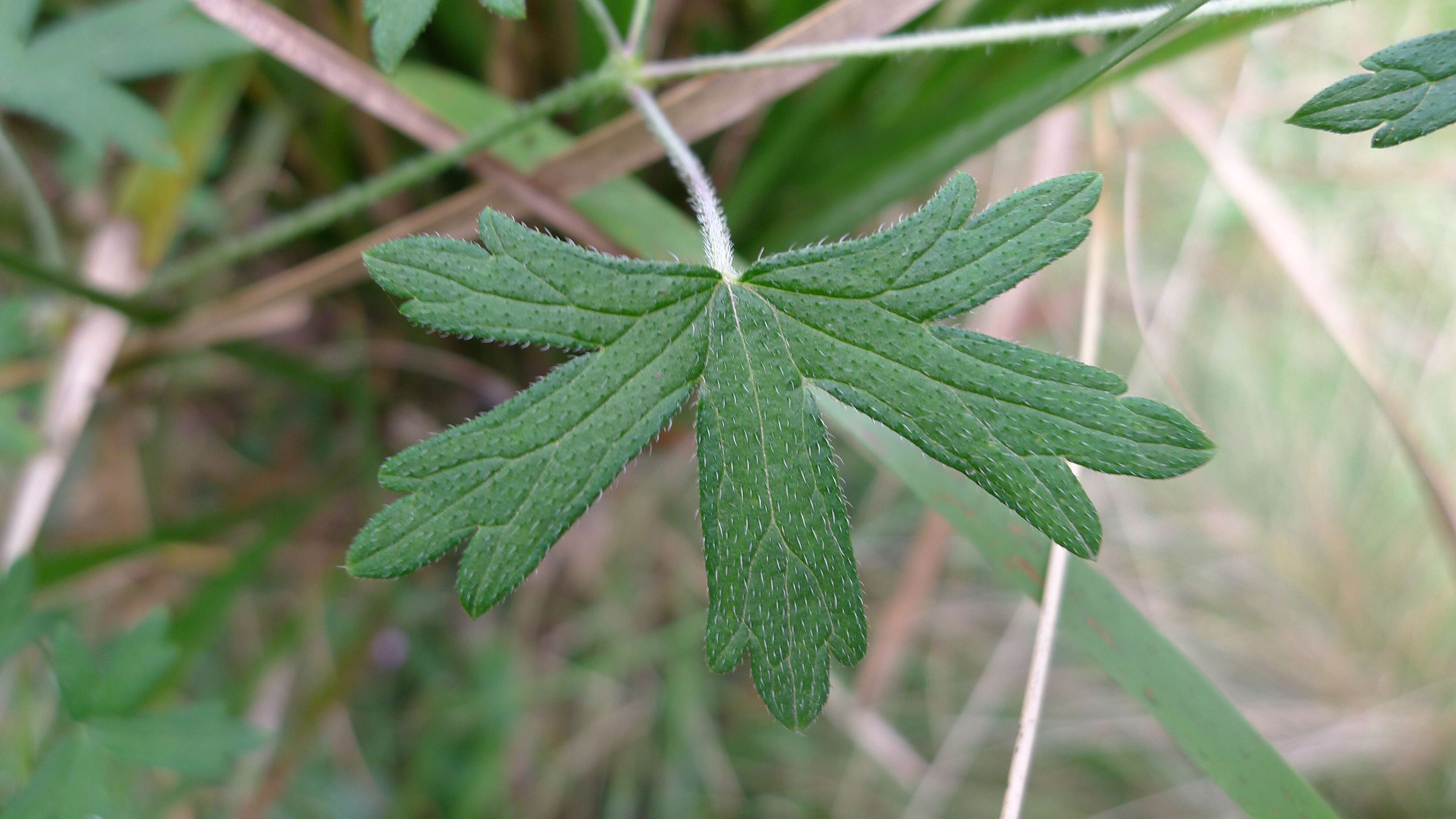 Image of Australasian geranium