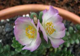 Portulaca pilosa subsp. villosa (Cham.) Gees. resmi