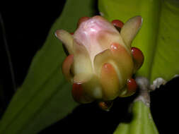 Image of cacti