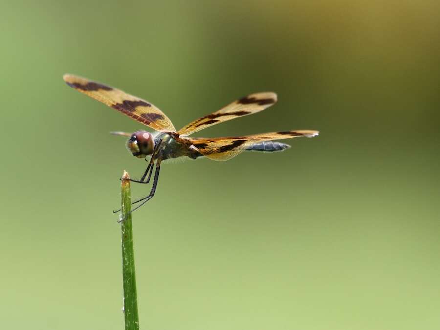 Image of Flutterers (Dragonflies)