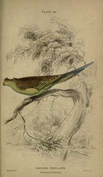 Image of Melopsittacus Gould 1840