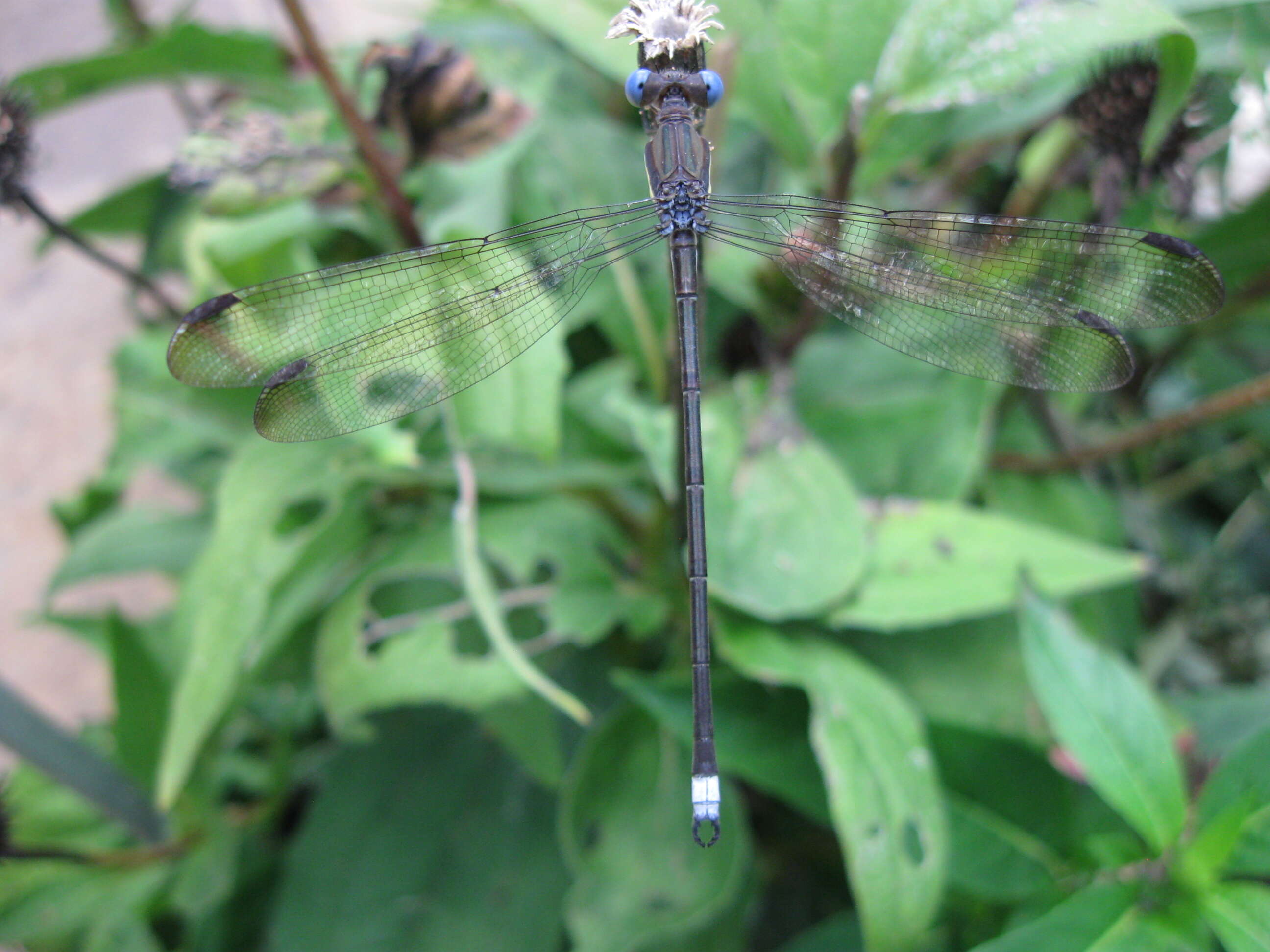 Image of Archilestes Selys 1862