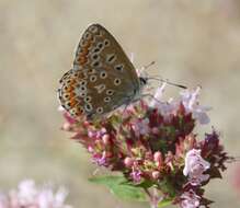 Image of common blue