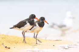 Image of Australian Pied Oystercatcher