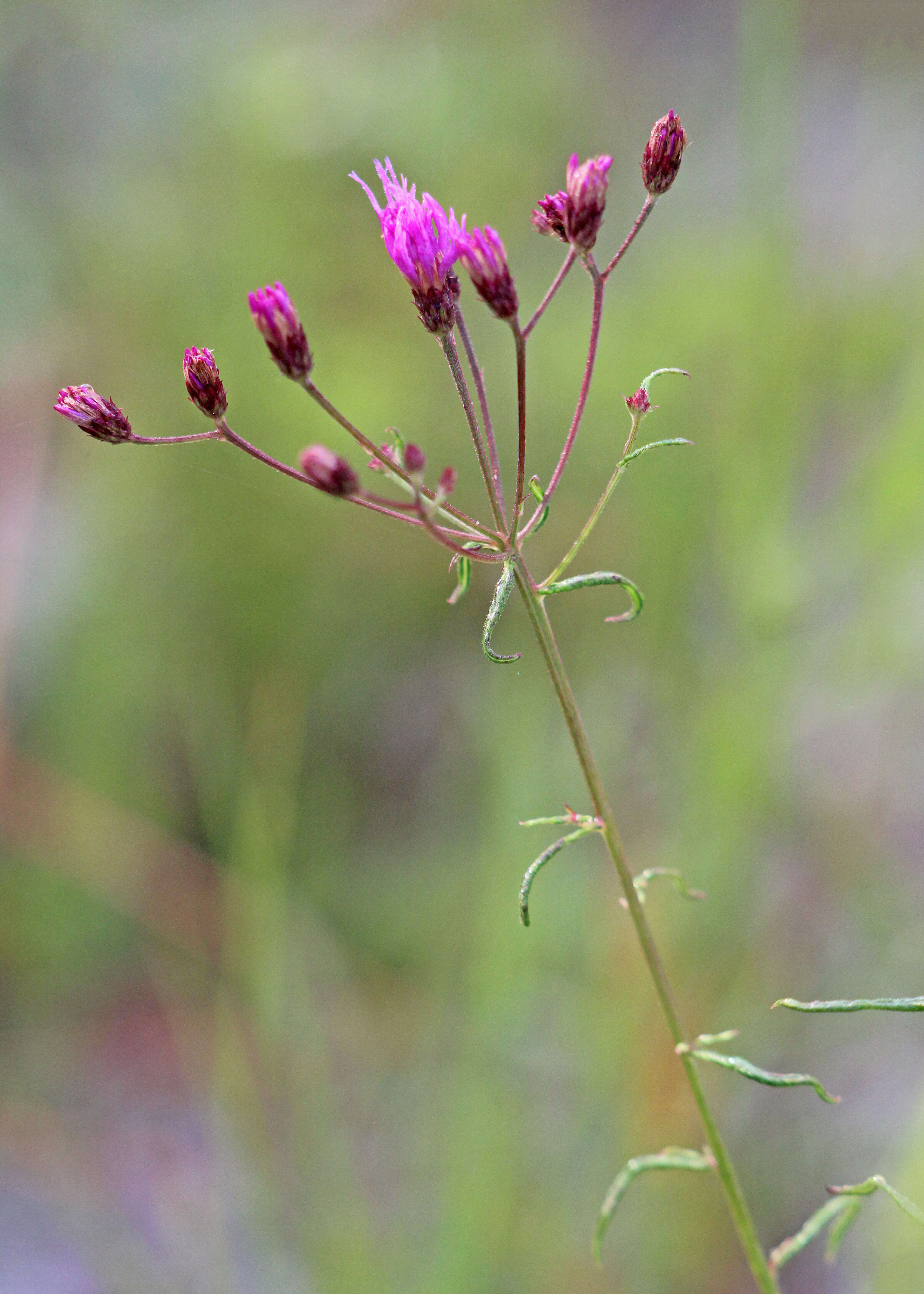 Image of ironweed