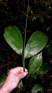 Image of stalkgrass