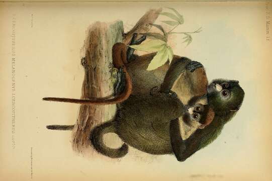 Image of Black-cheeked White-nosed Monkey