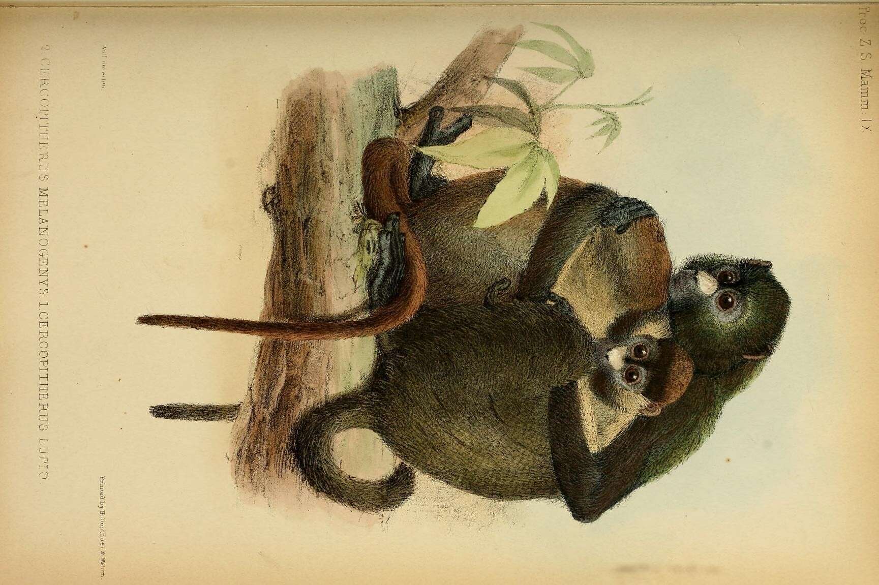 Guenon resmi