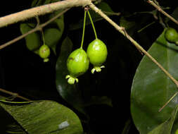 Image of <i>Eugenia cararaensis</i> Barrie & Q. Jiménez