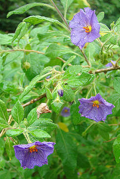 Image de Lycianthes lycioides (L.) Hassler