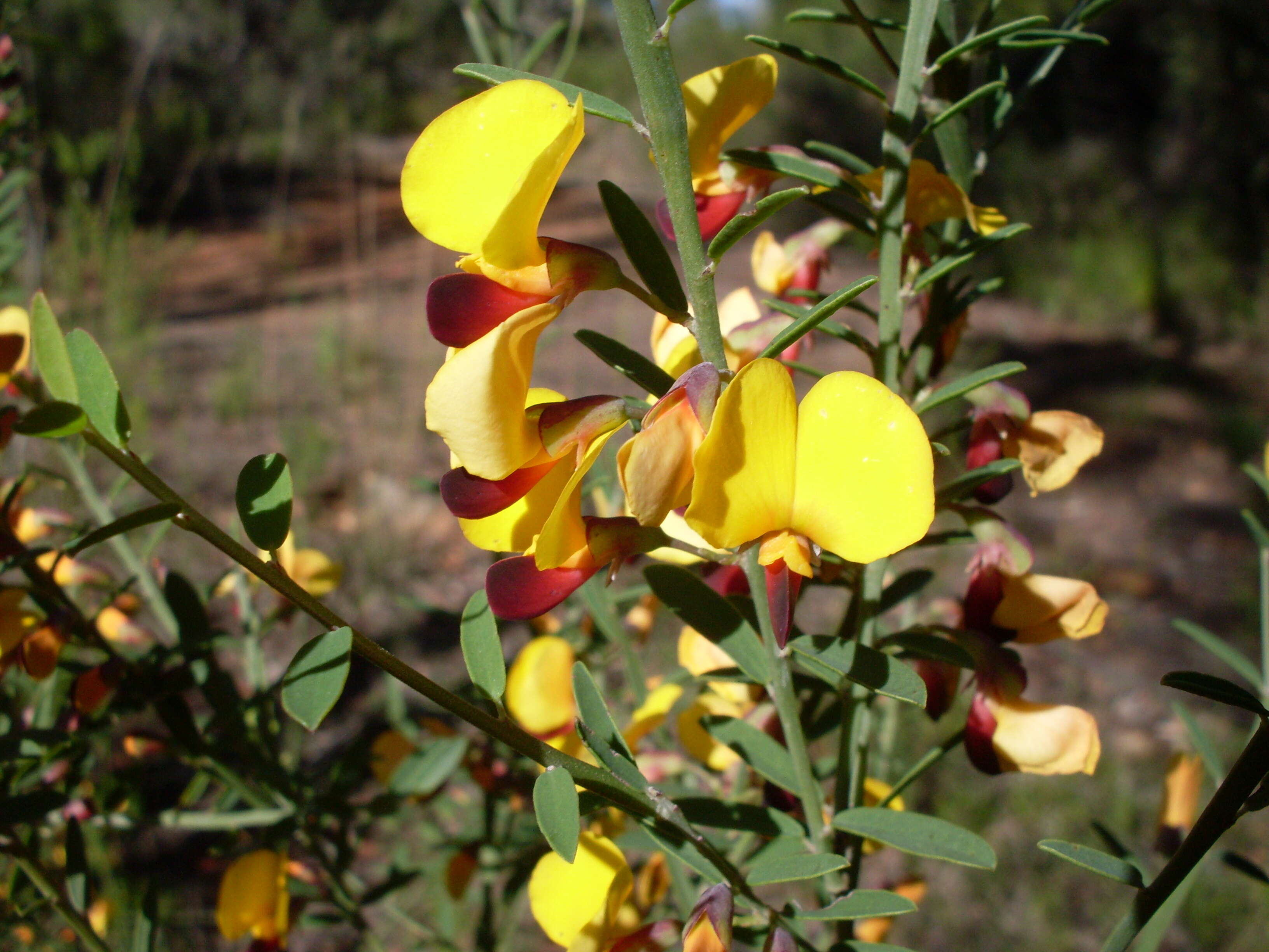 Sivun Bossiaea heterophylla Vent. kuva