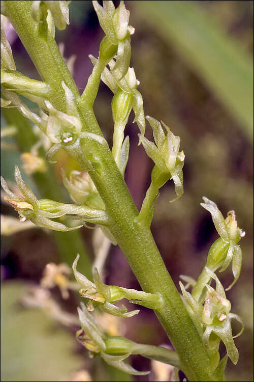 Image of Adder's-mouth orchid