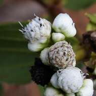 Image of Ichthyothere latifolia Baker