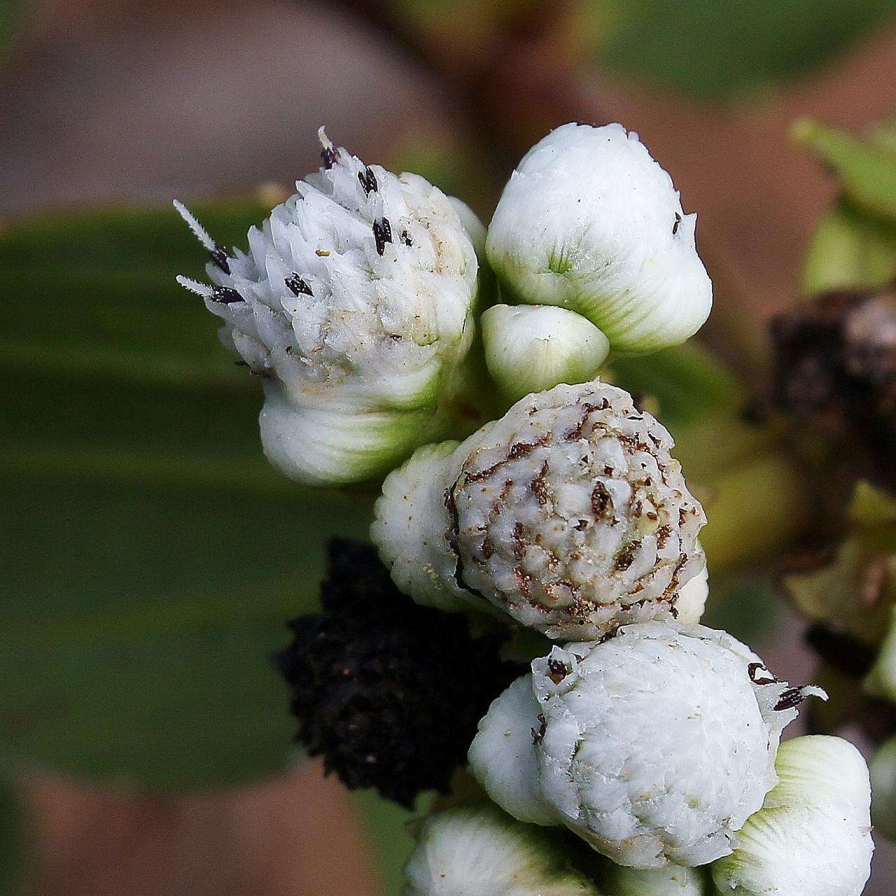 Imagem de Ichthyothere latifolia Baker