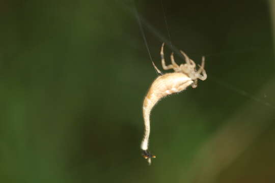 Image of Scorpion-tailed Spider