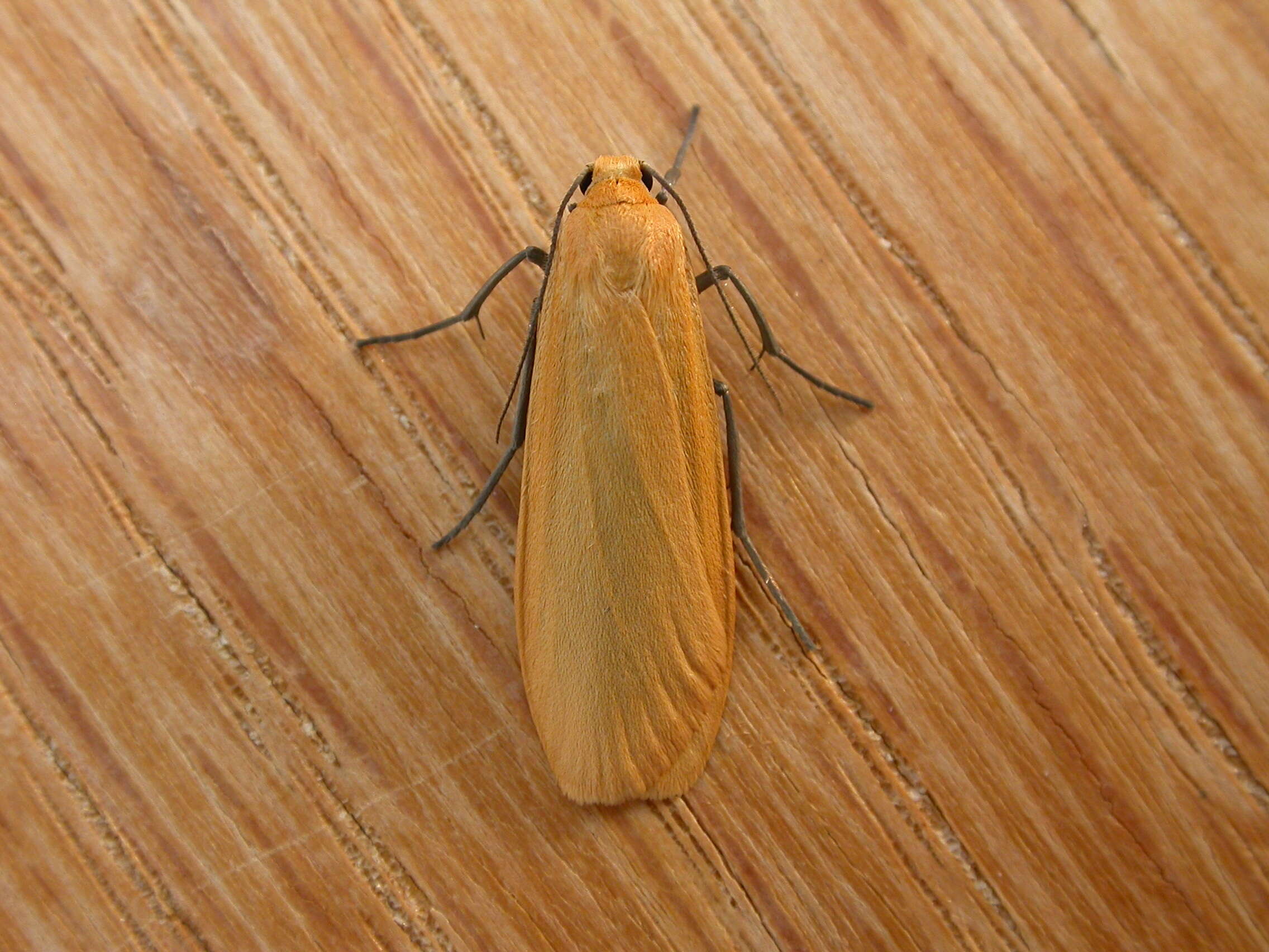 Image of orange footman