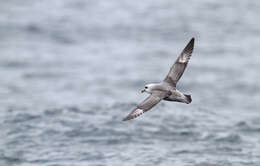 Image of Fulmar