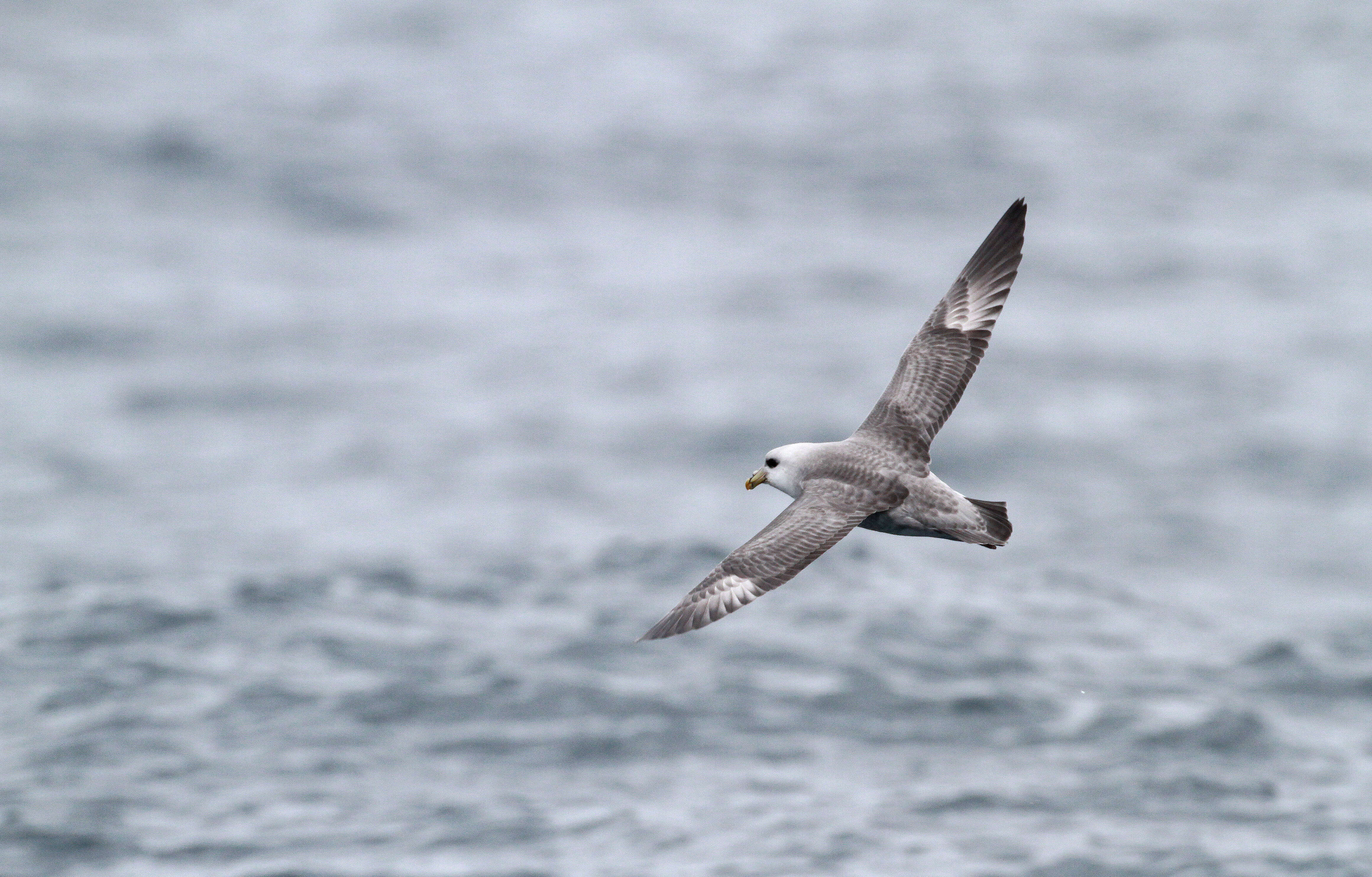 Image of Fulmar