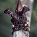 Imagem de Ceraon tasmaniae Fairmaire