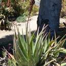 Aloe succotrina Weston resmi