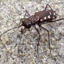 Image de Cicindela (Cicindelidia) sedecimpunctata Klug 1834