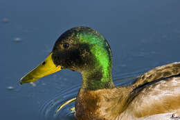 Image de Canard colvert