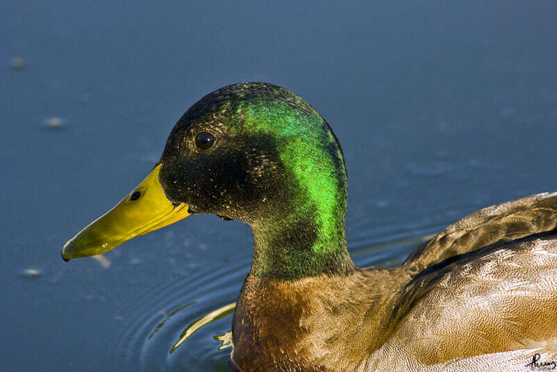 Image de Canard colvert