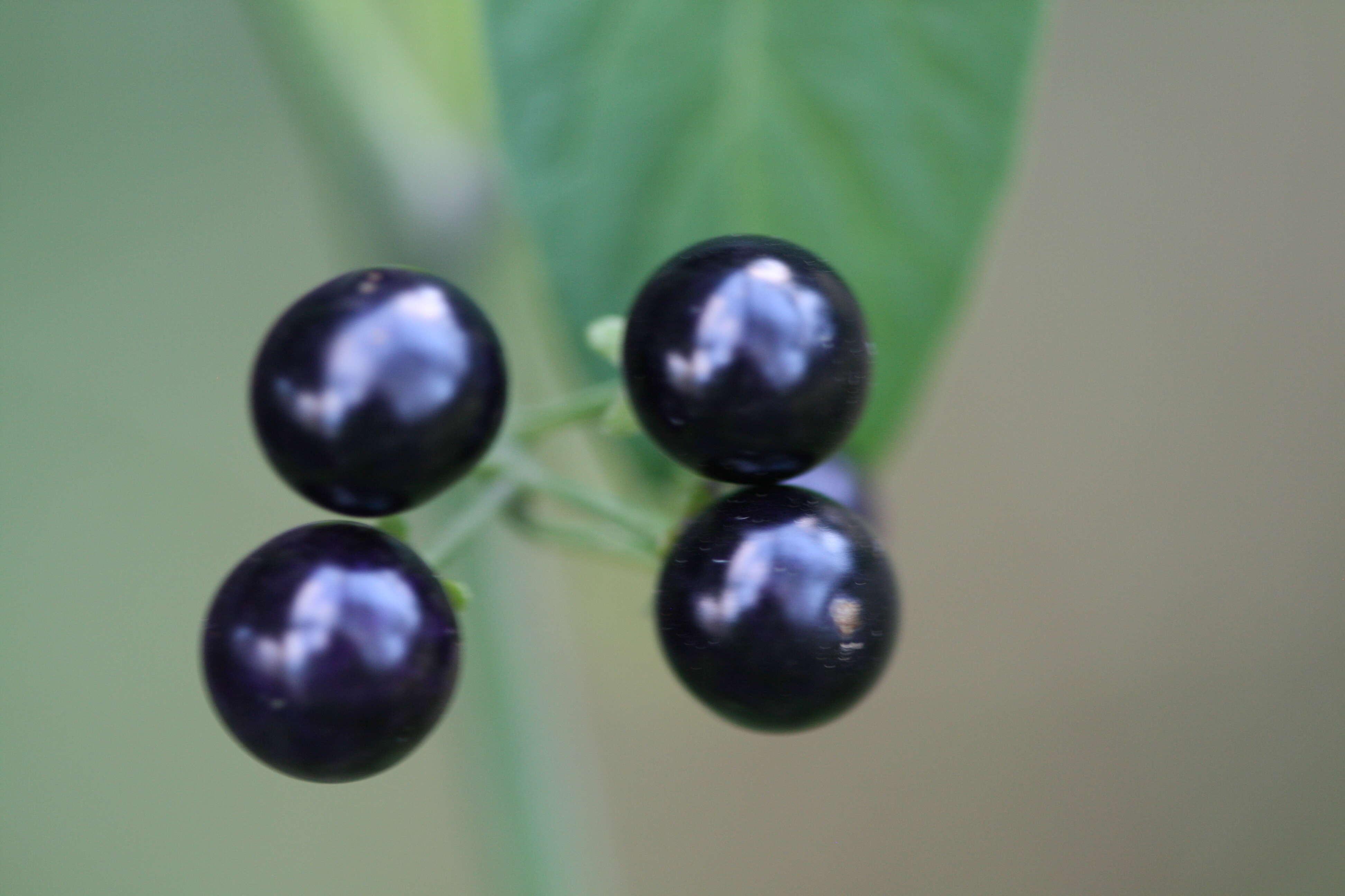 Image of American black nightshade