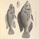 Image of Haplochromis cavifrons (Hilgendorf 1888)