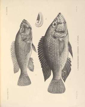 Image of Haplochromis cavifrons (Hilgendorf 1888)