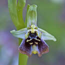 Image de Ophrys fuciflora subsp. bornmuelleri (M. Schulze) B. Willing & E. Willing
