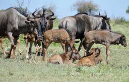 Image of wildebeest