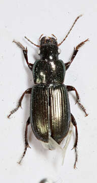 Image of Ground beetle