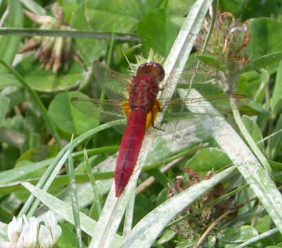 Image of Crocothemis Brauer 1868