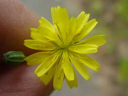 Image of nipplewort