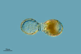 Image of Sphenoderiidae