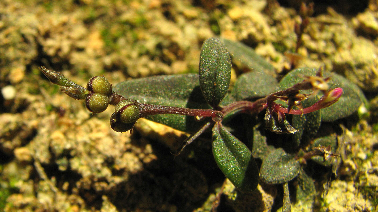 Spigelia genuflexa Popovkin & Struwe的圖片