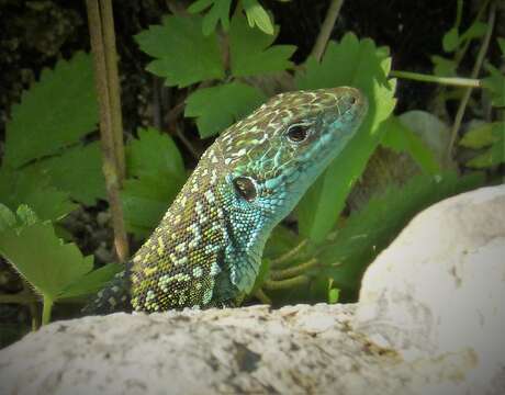 Image of green lizard