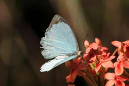 Слика од Nepheronia thalassina (Boisduval 1836)