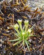 Image of Colobanthus curtisiae J. G. West