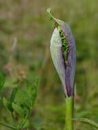 Image of angelica