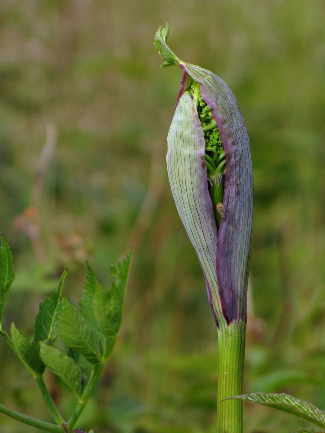 Image of angelica