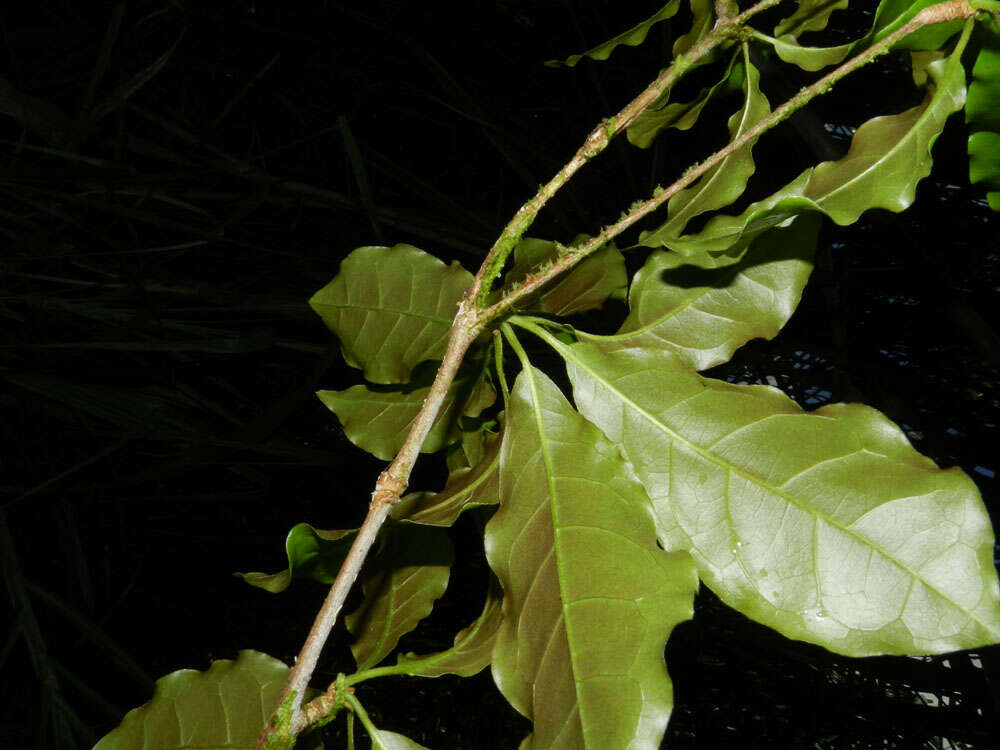 Sivun Terminalia costaricensis (Stace) Gere & Boatwr. kuva