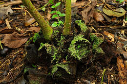 Image of Ptisana pellucida (C. Presl) Murdock