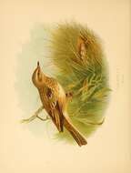 Image of Tree Pipit