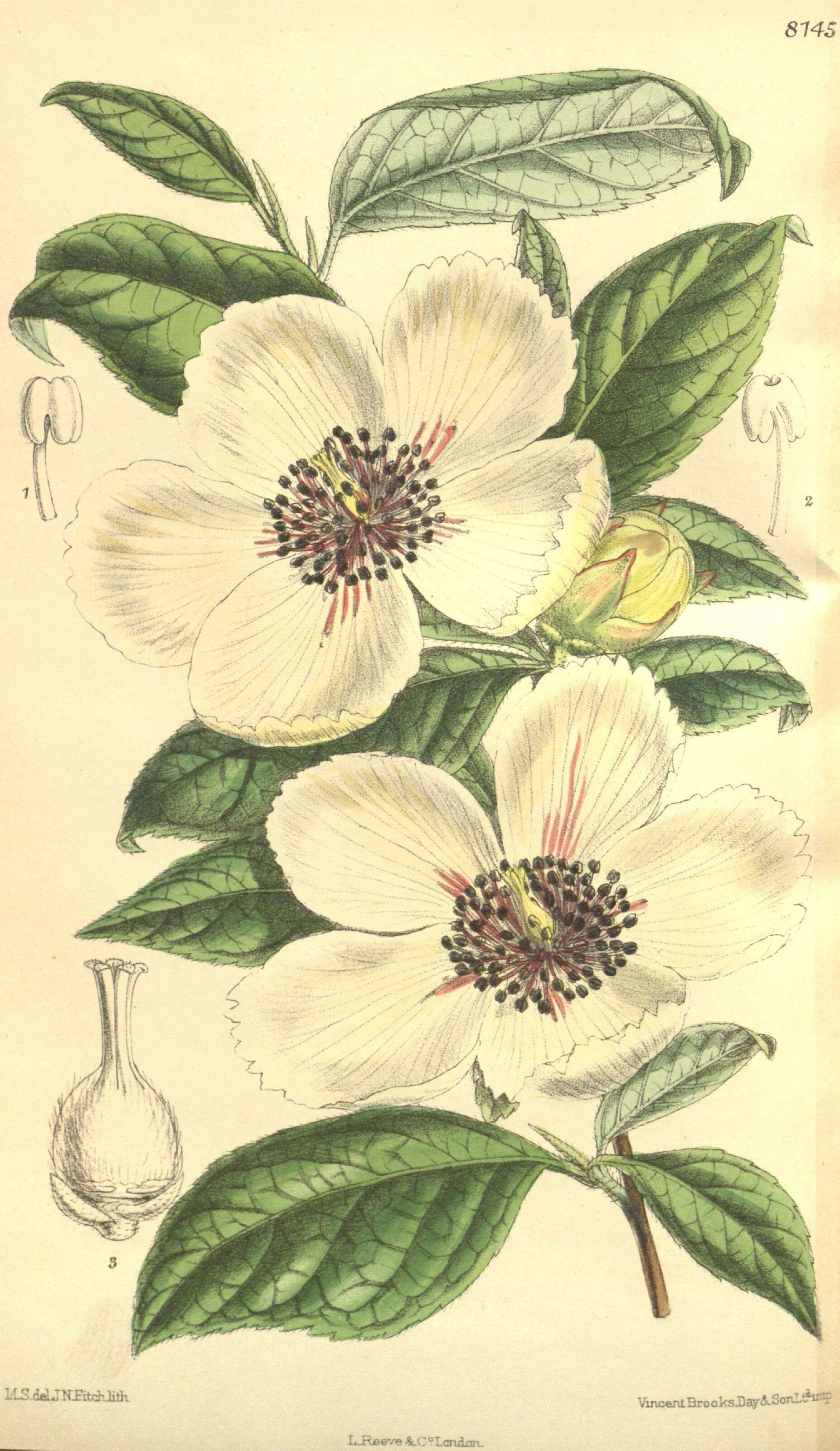 Image of Stewartia malachodendron