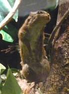 Image of Lady Burton's Rope Squirrel