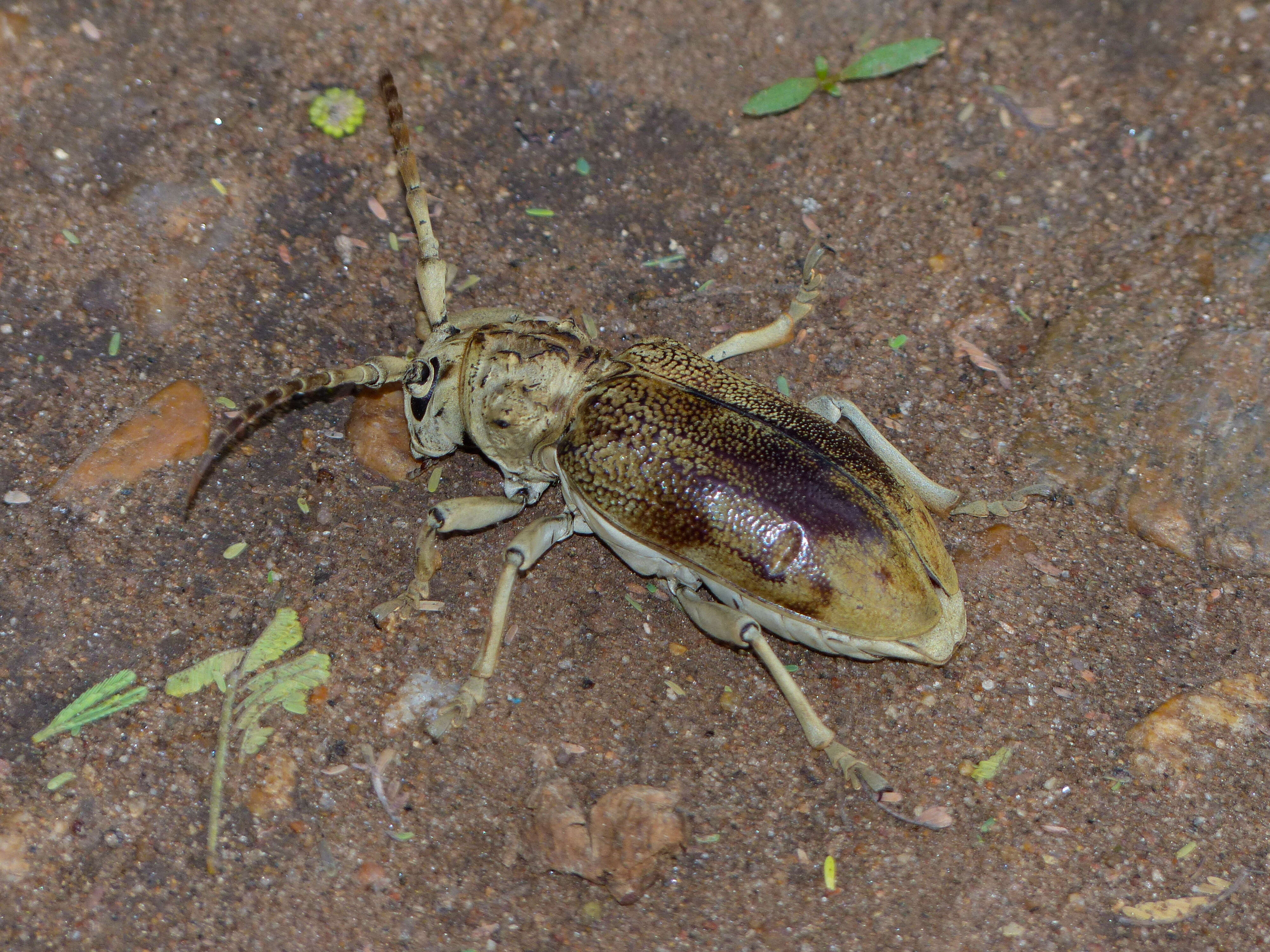 Image of Phryneta obesa (Westwood 1843)